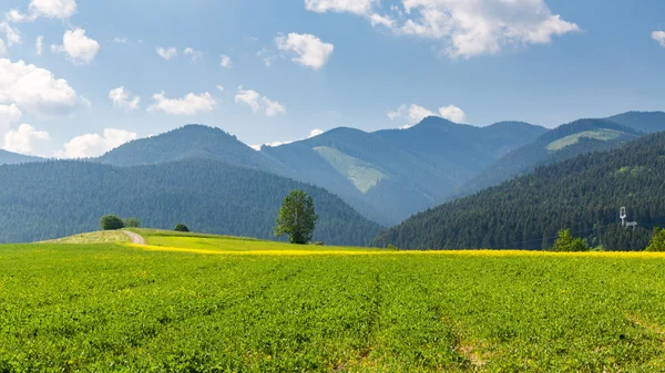 Natura nella regione di Liptov, Slovacchia nell'estate 2015 — Foto Stock
