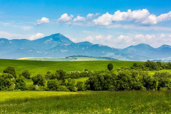 Nature dans la région de Liptov, Slovaquie à l'été 2015 — Photo