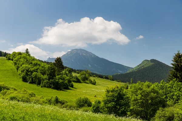 Natura nella regione di Liptov, Slovacchia nell'estate 2015 — Foto Stock