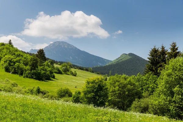 Φύση στην περιφέρεια Liptov, Σλοβακία το καλοκαίρι του 2015 — Φωτογραφία Αρχείου