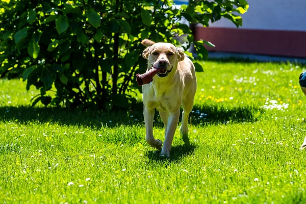 Brown perro refugio mixto en un prado, Eslovaquia —  Fotos de Stock