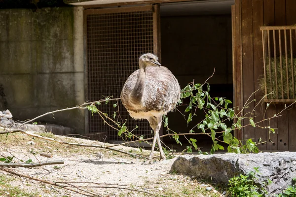 Vista detalhada de uma avestruz em um zoológico, Suíça — Fotografia de Stock