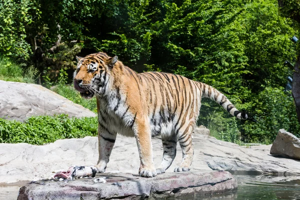 Вид на Тигра в швейцарском зоопарке — стоковое фото