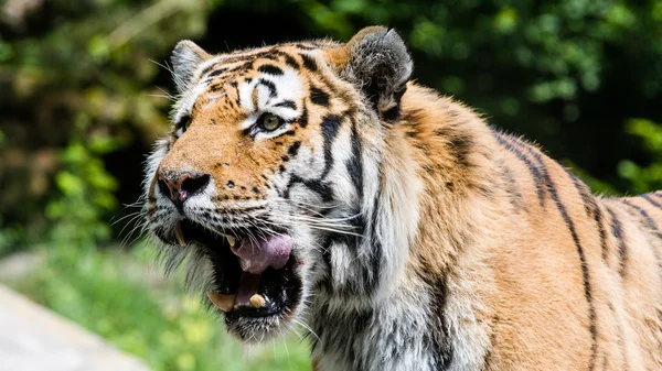 Вид на Тигра в швейцарском зоопарке — стоковое фото