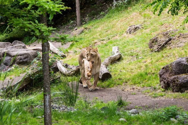 Blick auf einen Löwen, der in einem Zoo frisst — Stockfoto