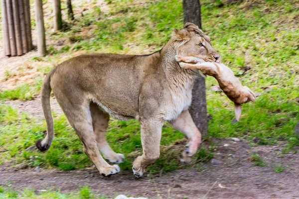 Вид льва, поедающего в зоопарке, Швейцария — стоковое фото