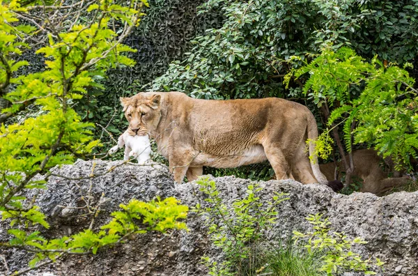 Вид льва, поедающего в зоопарке, Швейцария — стоковое фото