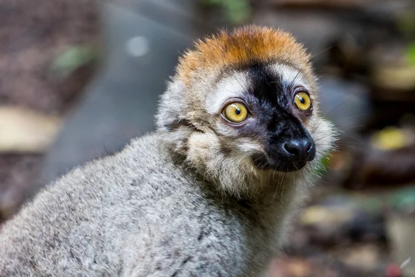 Weergave van een Lemur in een dierentuin — Stockfoto