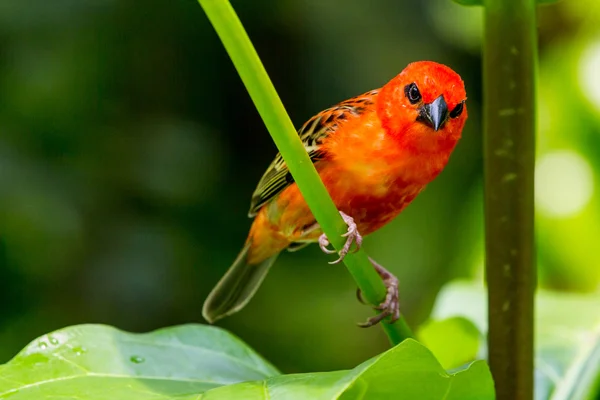 Red cardinal bird in a swiss zoo