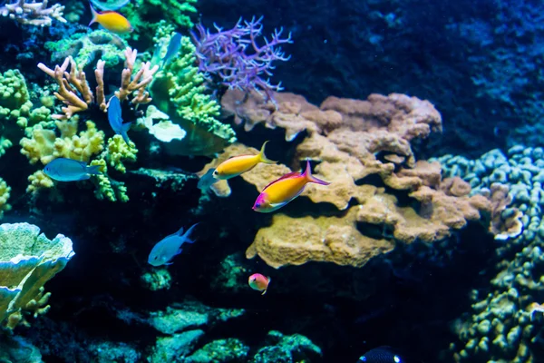 Rainbow fishes in an aquarium in a zoo