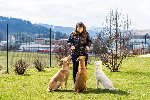 Jeune femme avec des animaux dans le jardin, dressage de chiens en Slovaquie — Photo