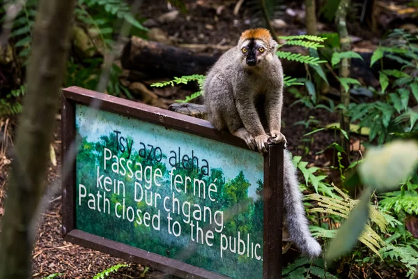 Lemur op een teken boord in de hal van Masoala — Stockfoto