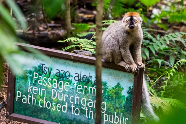 Lemur op een teken boord in de hal van Masoala — Stockfoto