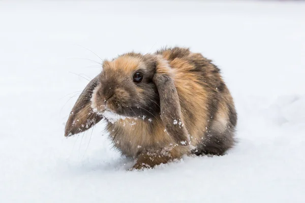 Brown rabbit in snow — Stock Photo, Image