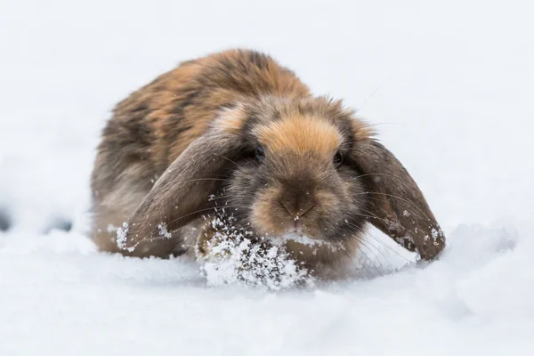 Lapin brun dans la neige — Photo