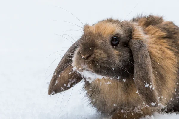 Braunes Kaninchen im Schnee — Stockfoto