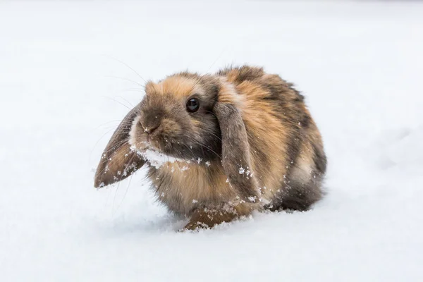 Бурый кролик в снегу — стоковое фото