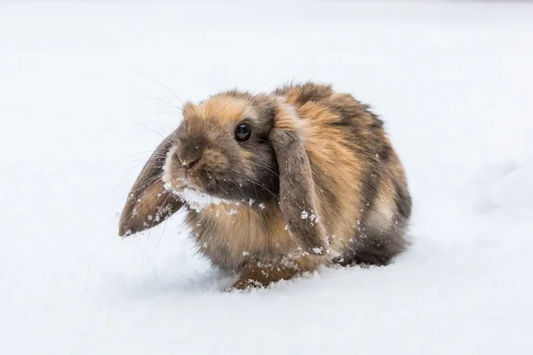 Brown rabbit in snow — Stock Photo, Image