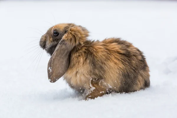 Lapin brun dans la neige — Photo