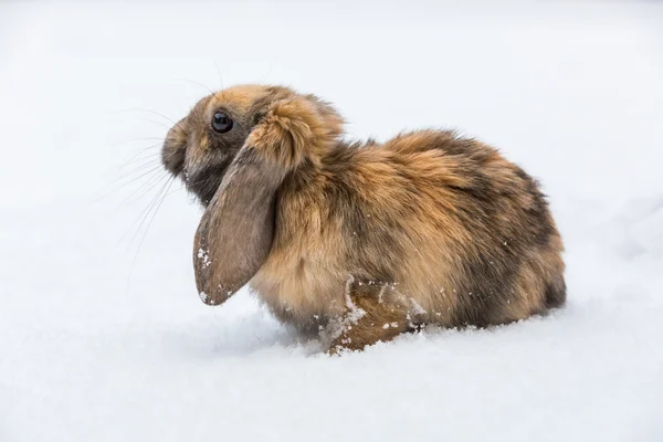 Brown rabbit in snow — Stock Photo, Image