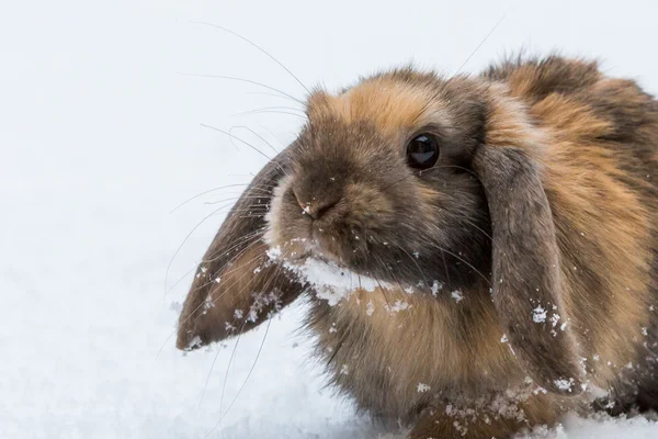 Brown rabbit in snow — Stock Image Brown rabbit in snow Stock Photo