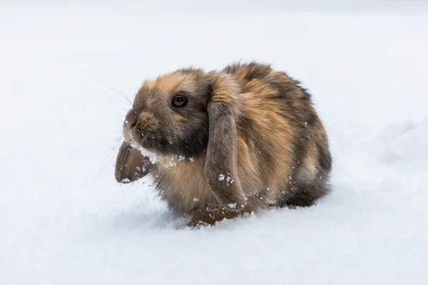 Brown rabbit in snow — Stock Image Brown rabbit in snow Stock Picture