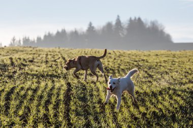 Kahverengi karma barınak köpekleri dışında