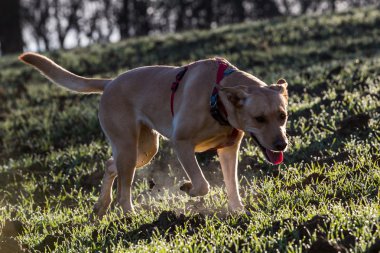 Kahverengi karma barınak köpek