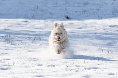 Beyaz fino köpeği karda oynarken