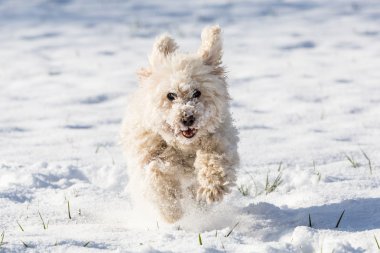 Beyaz fino köpeği karda oynarken