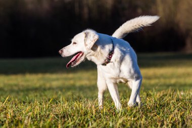 Beyaz barınak köpek