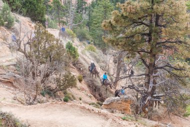 Bryce Canyon Ulusal Parkı, Utah