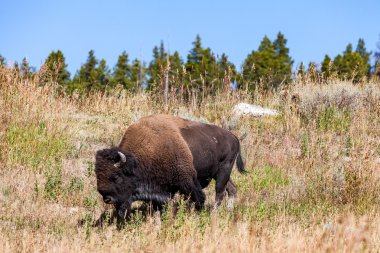 Yellowstone Milli Parkı