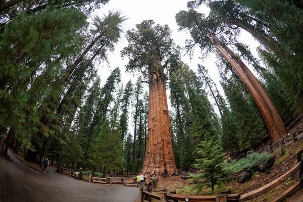 General Sherman Sequoia Ulusal Parkı'nda — Stok fotoğraf