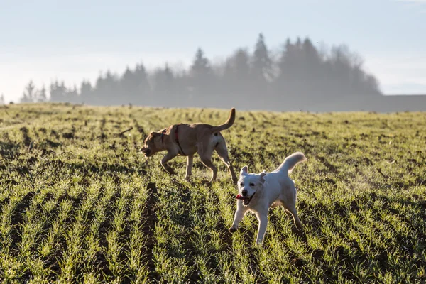 Brown cães abrigo misto fora — Fotografia de Stock