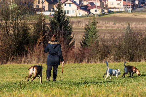 Woman instructing dogs outside — Stock Photo, Image