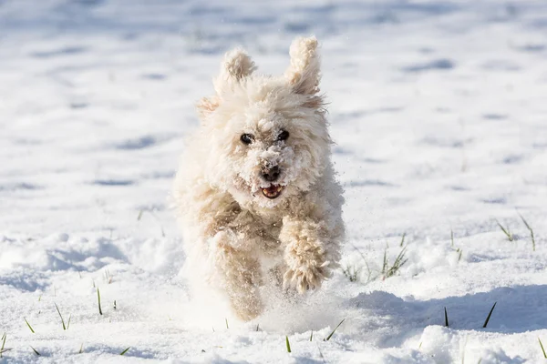 Caniche blanco jugando en la nieve — Foto de Stock