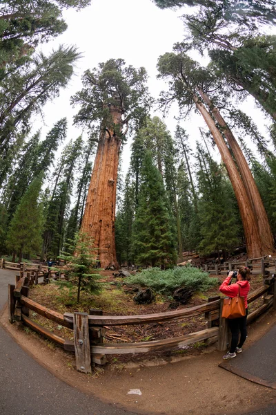 Flicka i Sequoia National Park — Stockfoto