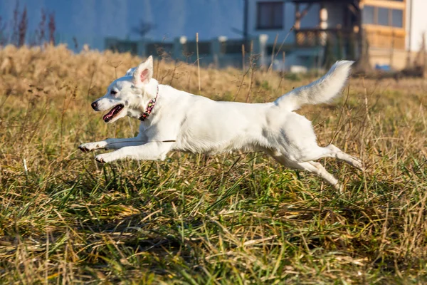 Weißer Tierheimhund — Stockfoto