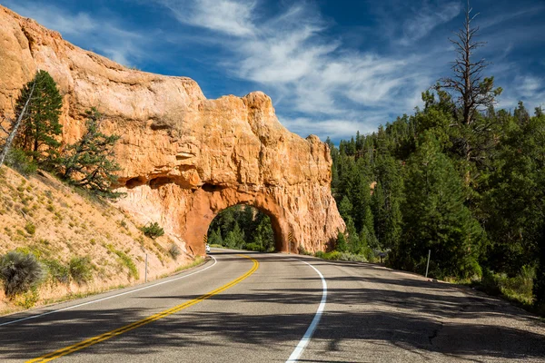 Bosque nacional Dixie — Foto de Stock