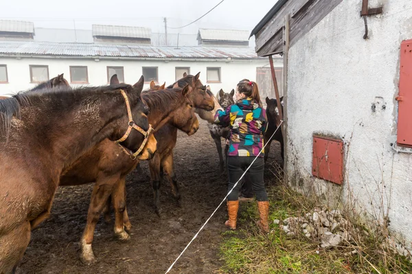 Niña alimentando caballos en una granja en Eslovaquia — Foto de Stock