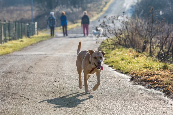 Brown cani rifugio misto al di fuori — Foto Stock