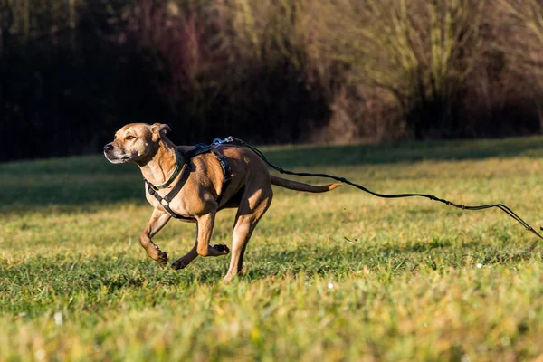 Pies brązowy schronienie mieszane — Zdjęcie stockowe