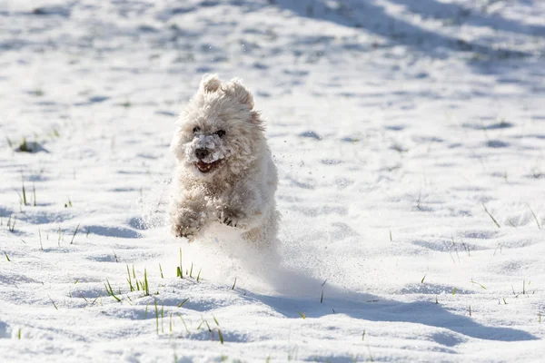 白狮子狗玩雪 — 图库照片