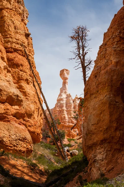 Parque Nacional Bryce Canyon, Utah —  Fotos de Stock