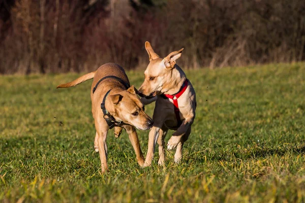 Brown mixed shelter dogs outside