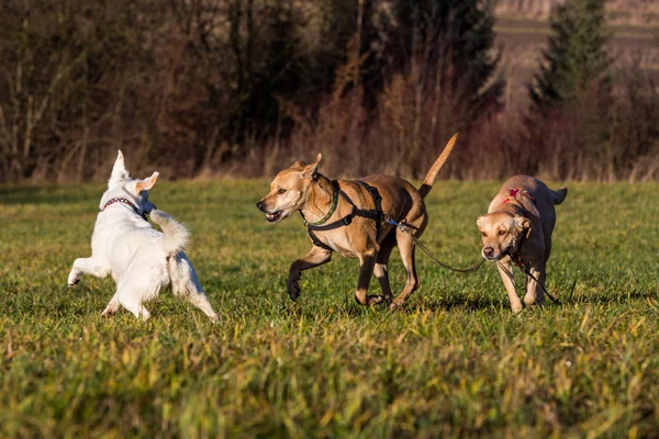 Brown perros refugio mixto fuera — Foto de Stock