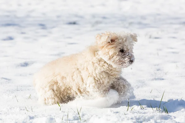 Caniche blanche jouant dans la neige — Photo