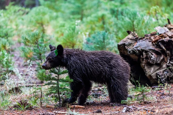 Urso em Sequoia National Park, Califórnia — Fotografia de Stock