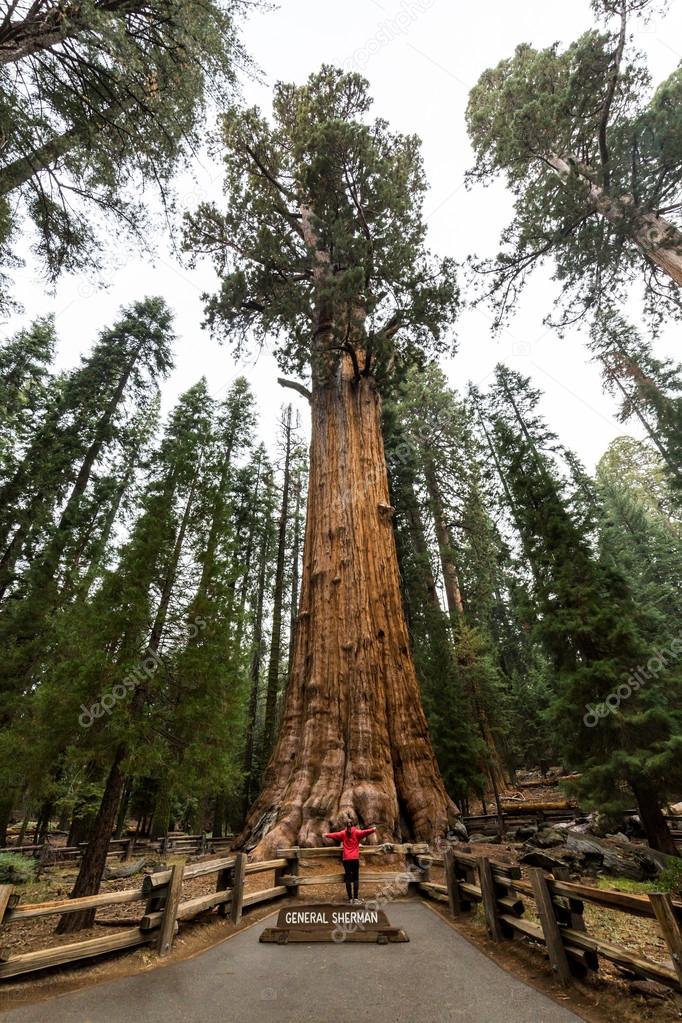 Girl in Sequoia National Park